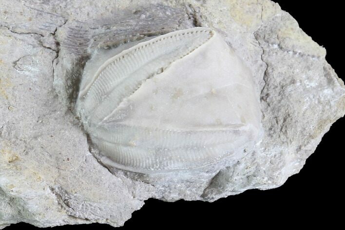 Blastoid (Pentremites) Fossil - Illinois #86456